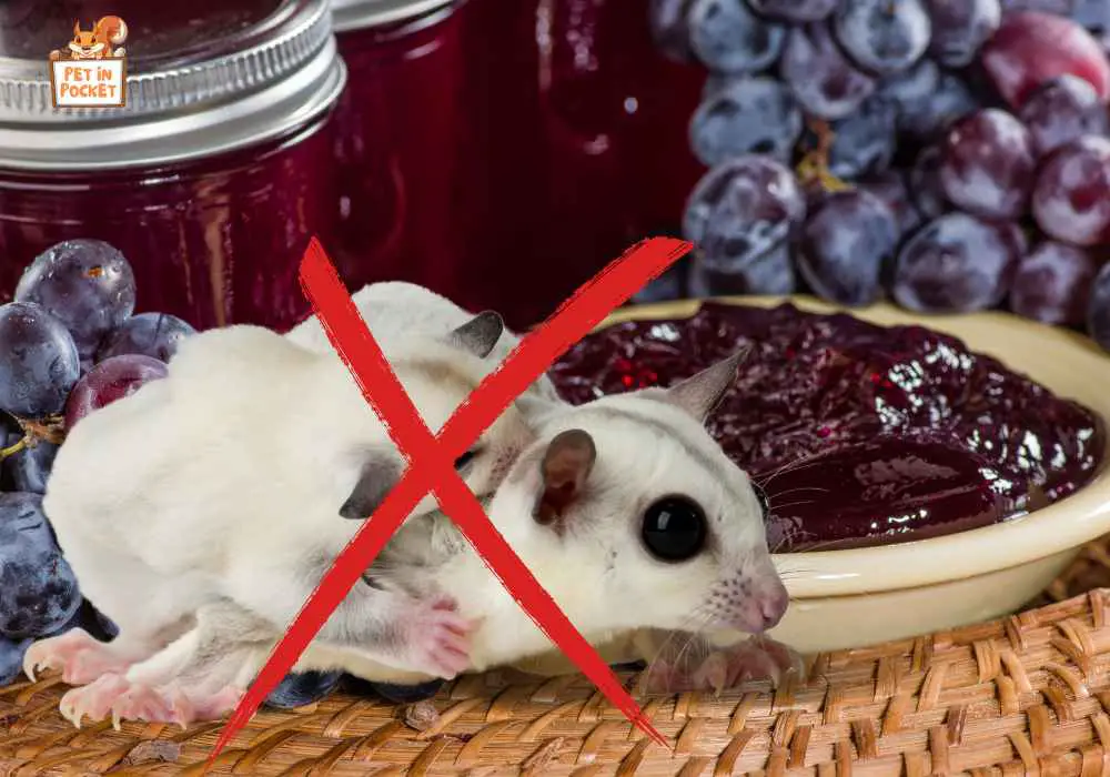 Grape Jelly for sugar glider