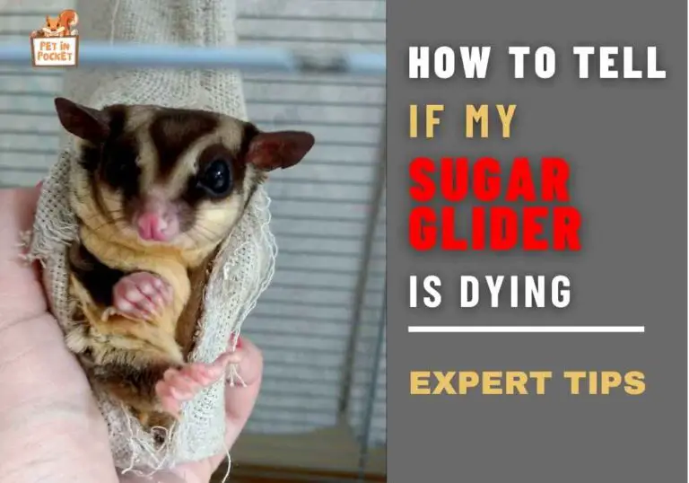 How To Tell If My Sugar Glider Is Dying: Expert Tips