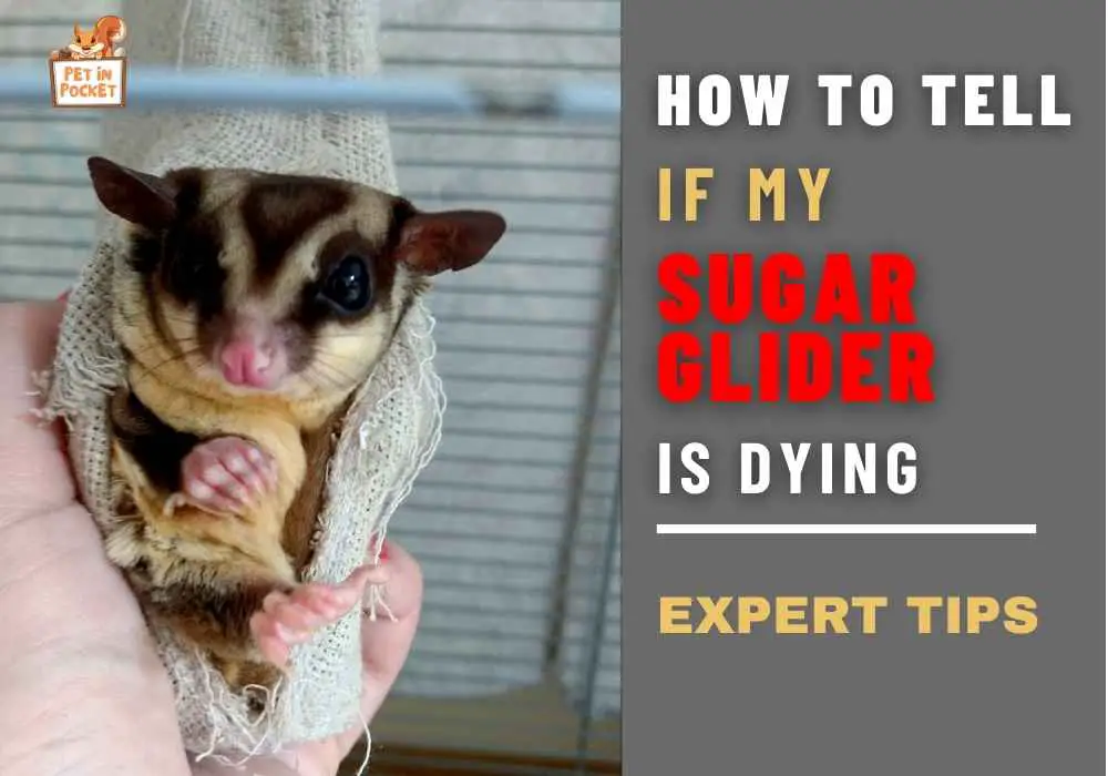 How to Tell if My Sugar Glider is Dying?