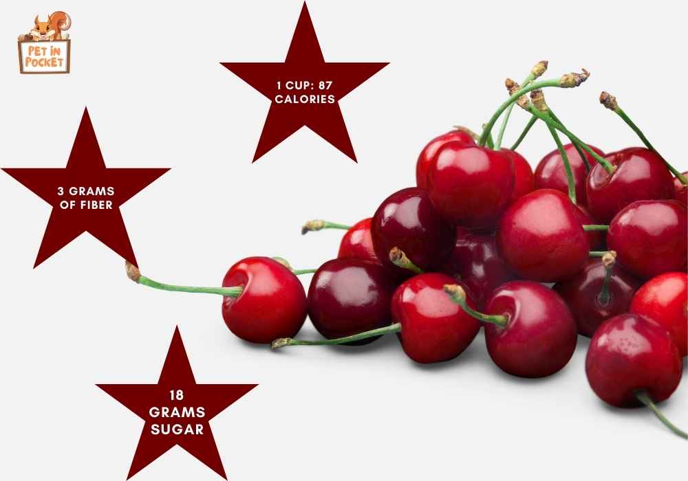 Effects of Cherries in Sugar Gliders' immune system