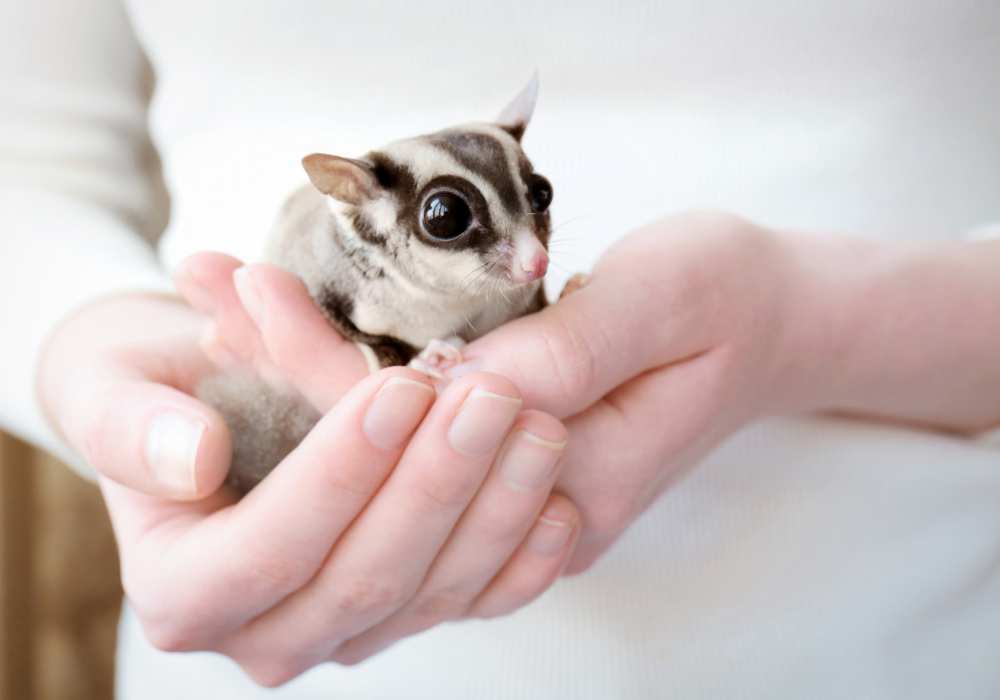 Are sugar gliders hard to take care of?