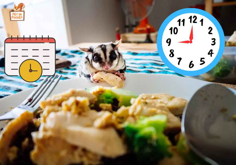 Schedule for Sugar Glider to eat in a healthy way