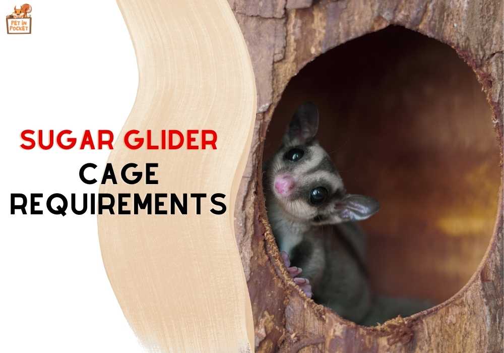 Sugar Glider Cage Requirements