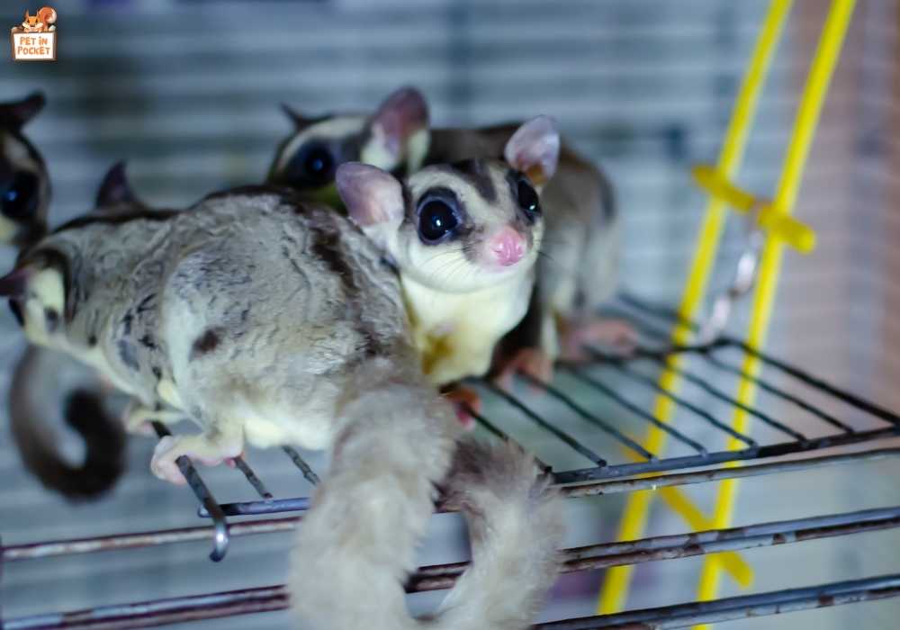 The Importance of a Proper Cage for Your Sugar Glider