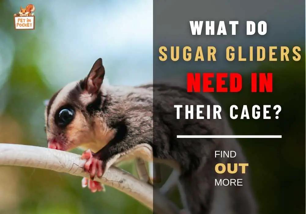 What Do Sugar Gliders Need in Their Cage