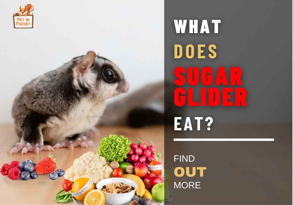 What Does Sugar Glider Eat