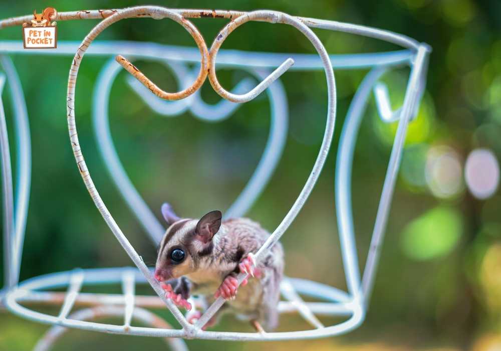 Where to place the baby sugarglider’s cage