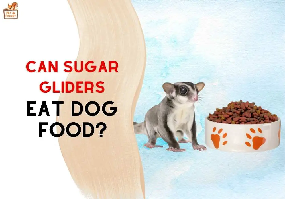 Can Sugar Gliders Eat Dog Food? A Comprehensive Guide