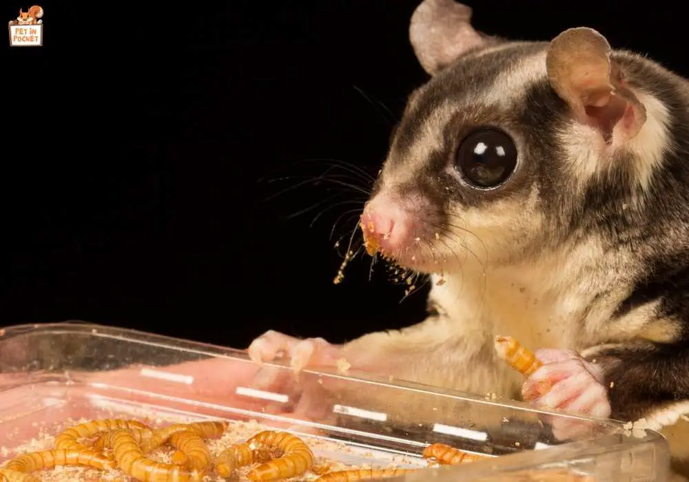 Comparison Between Dog Food and Sugar Gliders’ Diet