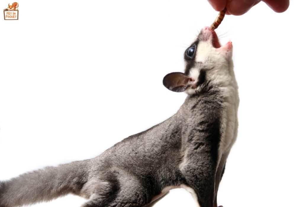 Is It Safe for Sugar Gliders to Eat Dog Food?