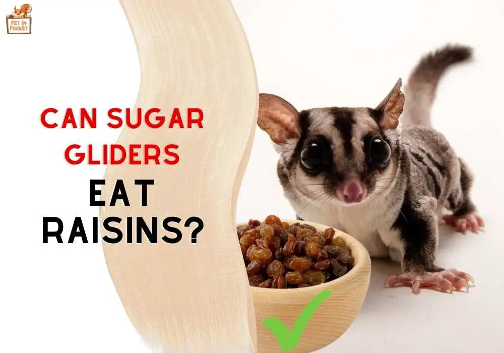 Can Sugar Gliders Eat Raisins? Expert Advice