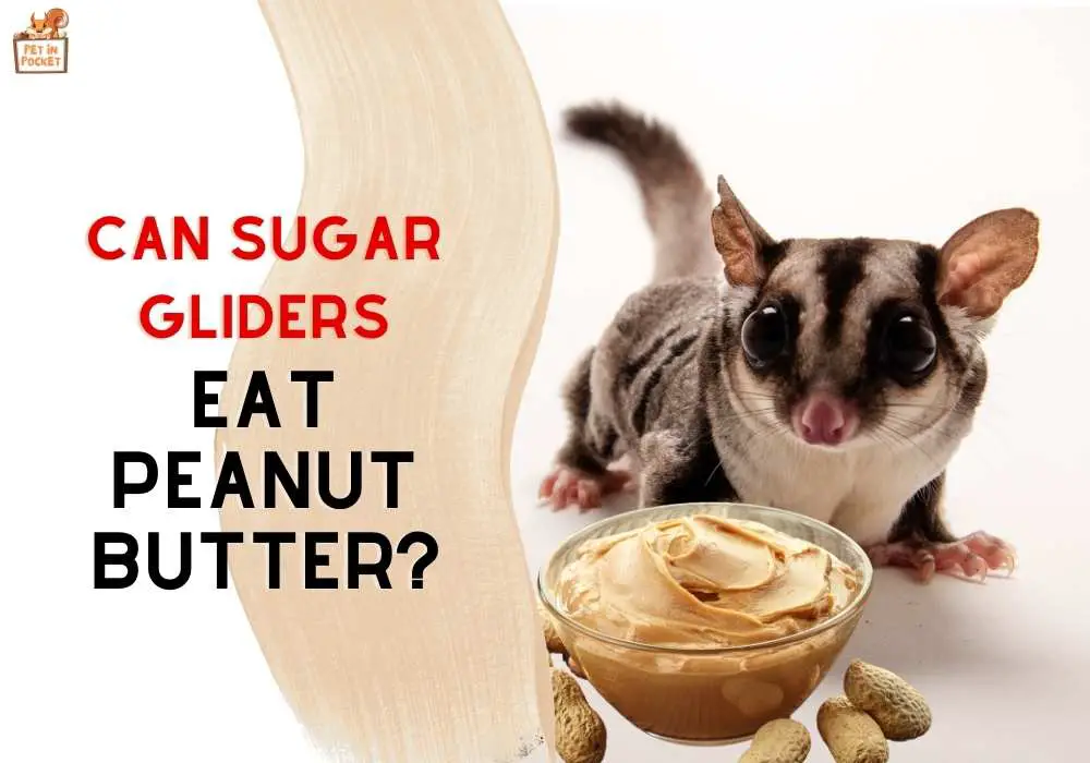 Can Sugar Gliders Have Peanut Butter?
