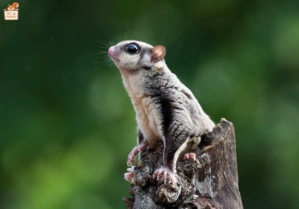 How Long Do Sugar Gliders Live