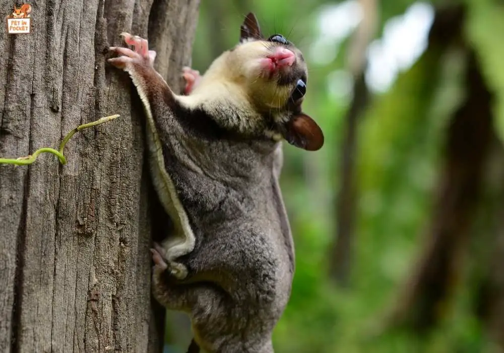 How Long Do Wild Sugar Gliders Live