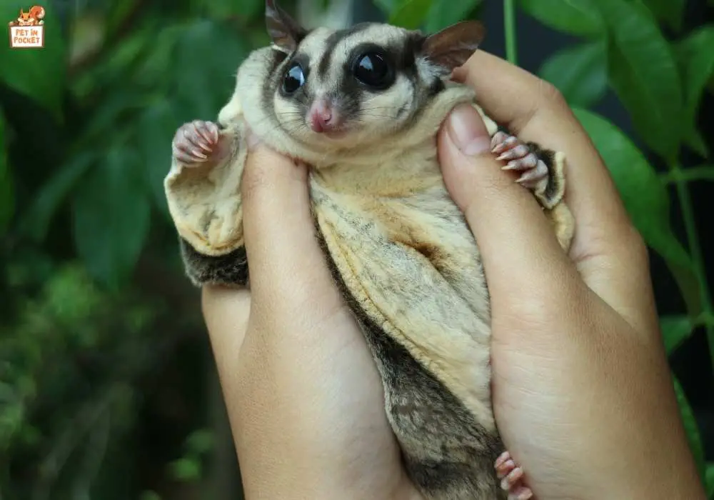 Some Cares to Expand the Lifespan of Your Sugar Glider
