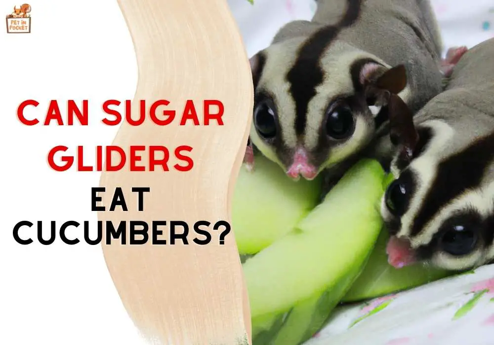 Can Sugar Gliders Eat Cucumbers? A Guide