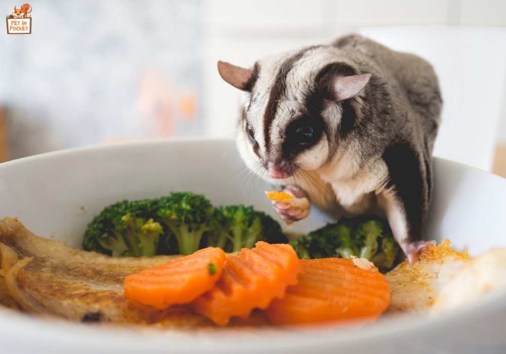 Alternatives to Cucumbers for Sugar Gliders