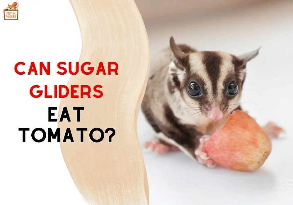 Can Sugar Gliders Eat Tomato? Get the Facts