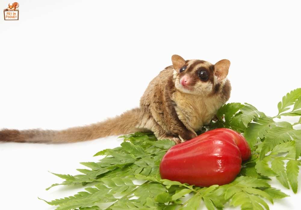 Tomato Products and Sugar Gliders: What You Need to Know
