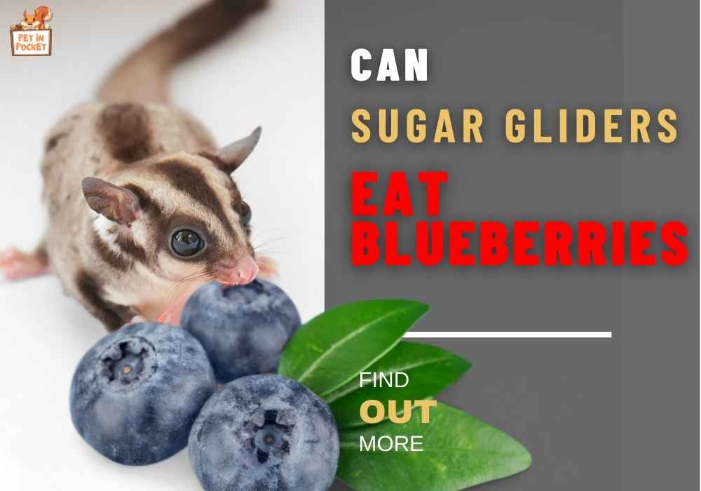 Can Sugar Gliders Eat Blueberries?