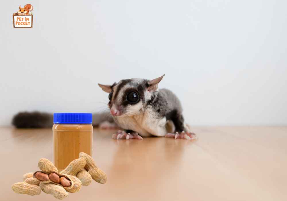 Can Sugar Gliders Eat Peanut Butter