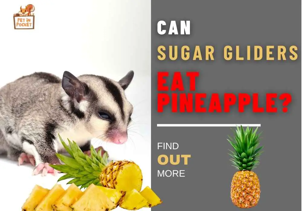 Can Sugar Gliders Eat Pineapple?