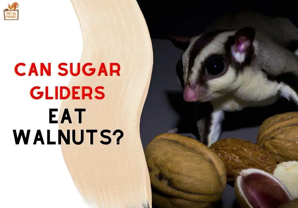 Can Sugar Gliders Eat Walnuts?