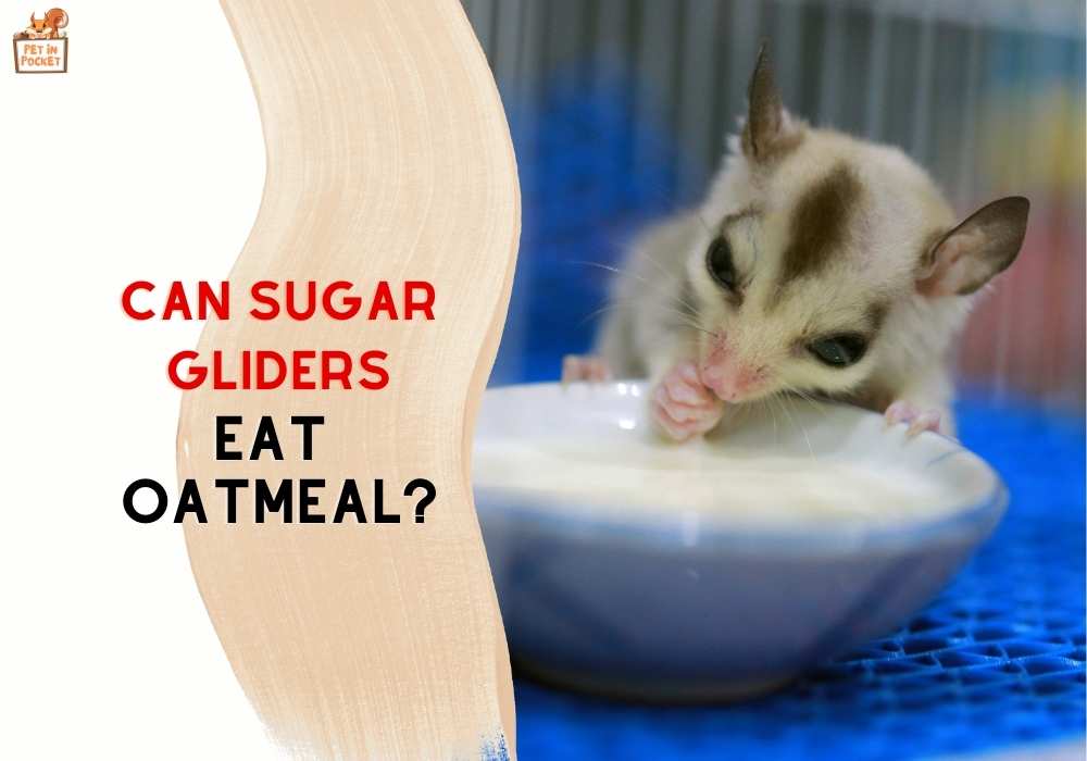 Can Sugar Gliders Eat Oatmeal? In Detail Guide