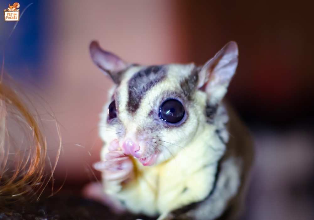 Can Sugar Gliders Eat Oatmeal?