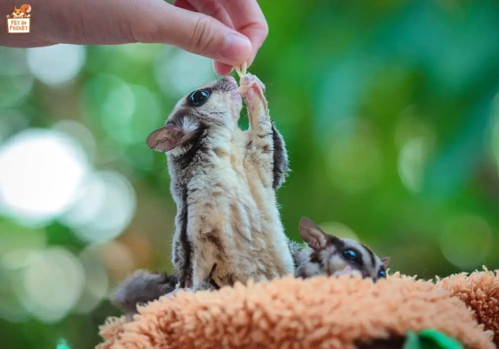 Understanding Sugar Gliders' Dietary Requirements