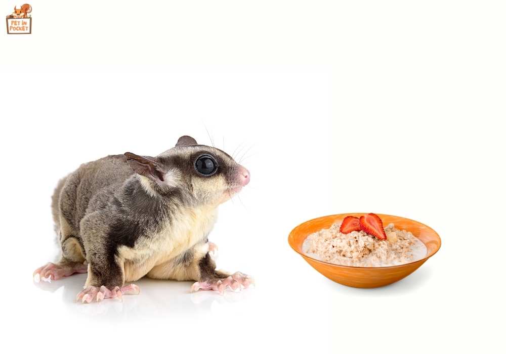 Can Sugar Gliders Eat Oatmeal: Rules & Restrictions