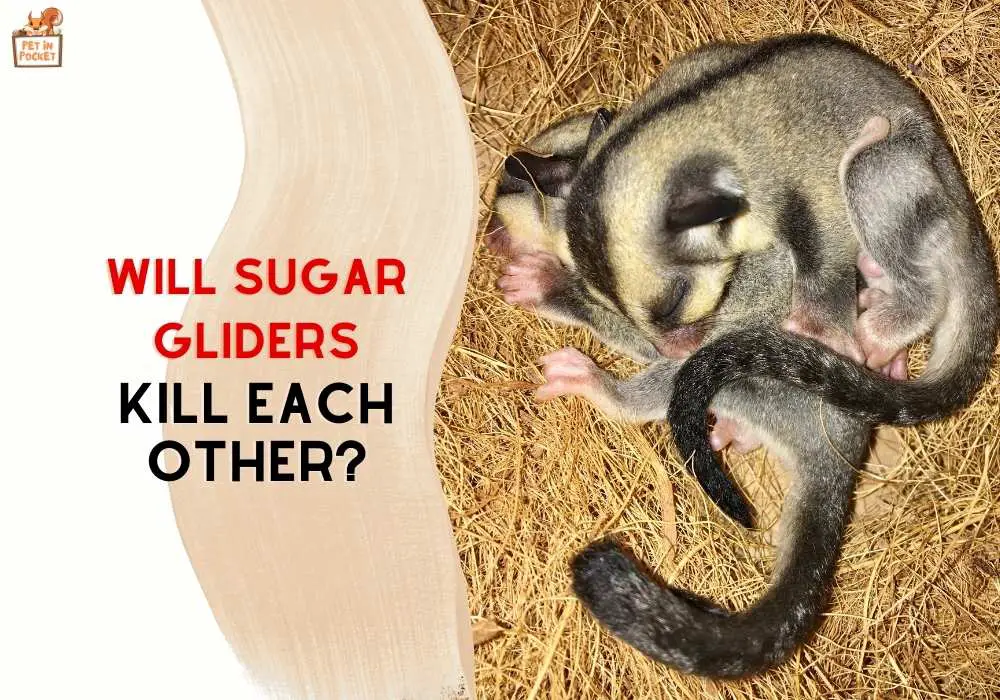 Will Sugar Gliders Kill Each Other? All you need to know