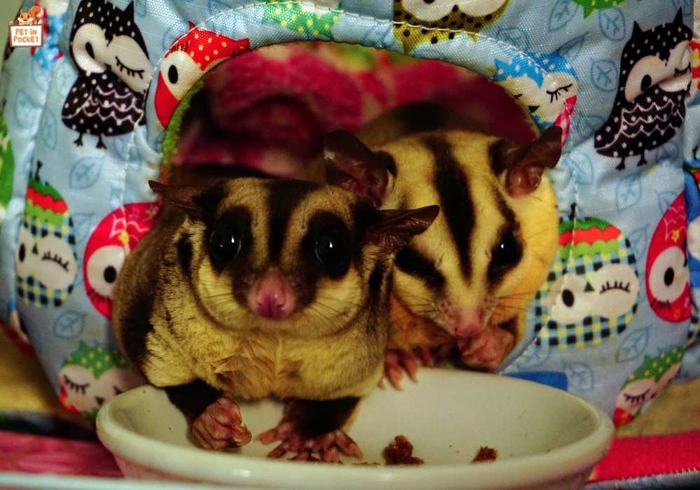 Where Do Sugar Gliders Poop? Creating A Suitable Environment