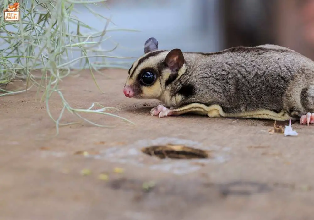 The Right Way To Train A Sugar Glider To Use The Litter Box