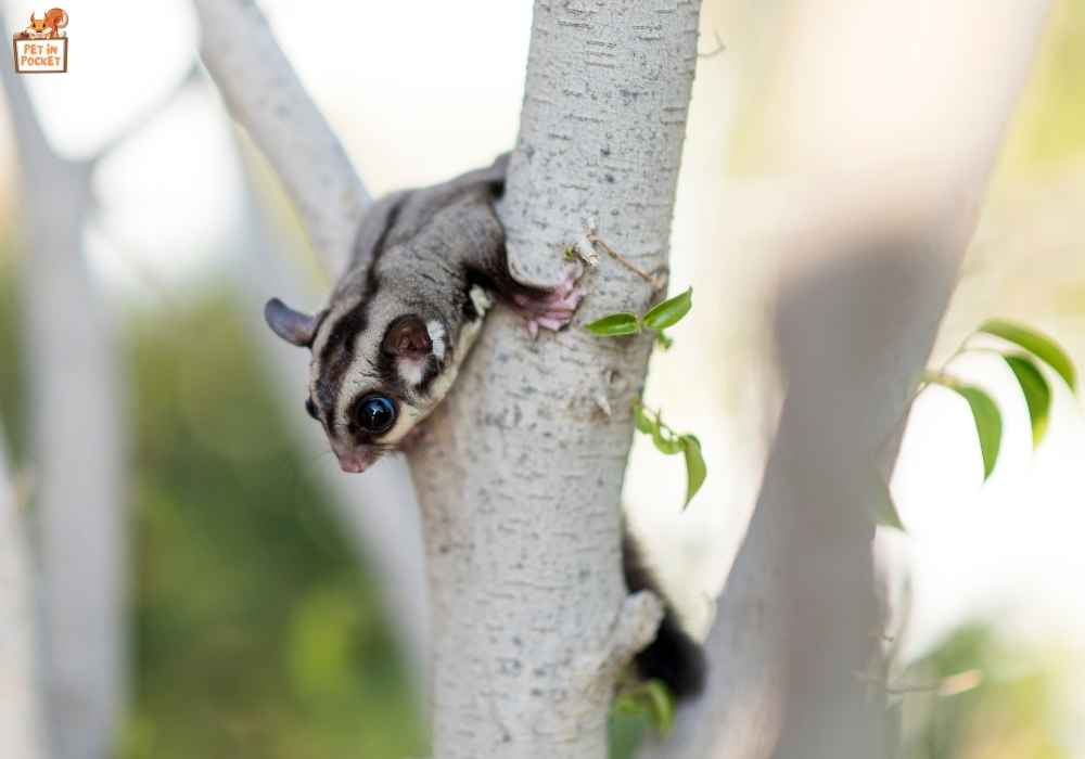 How to get a sugar glider out of hiding?