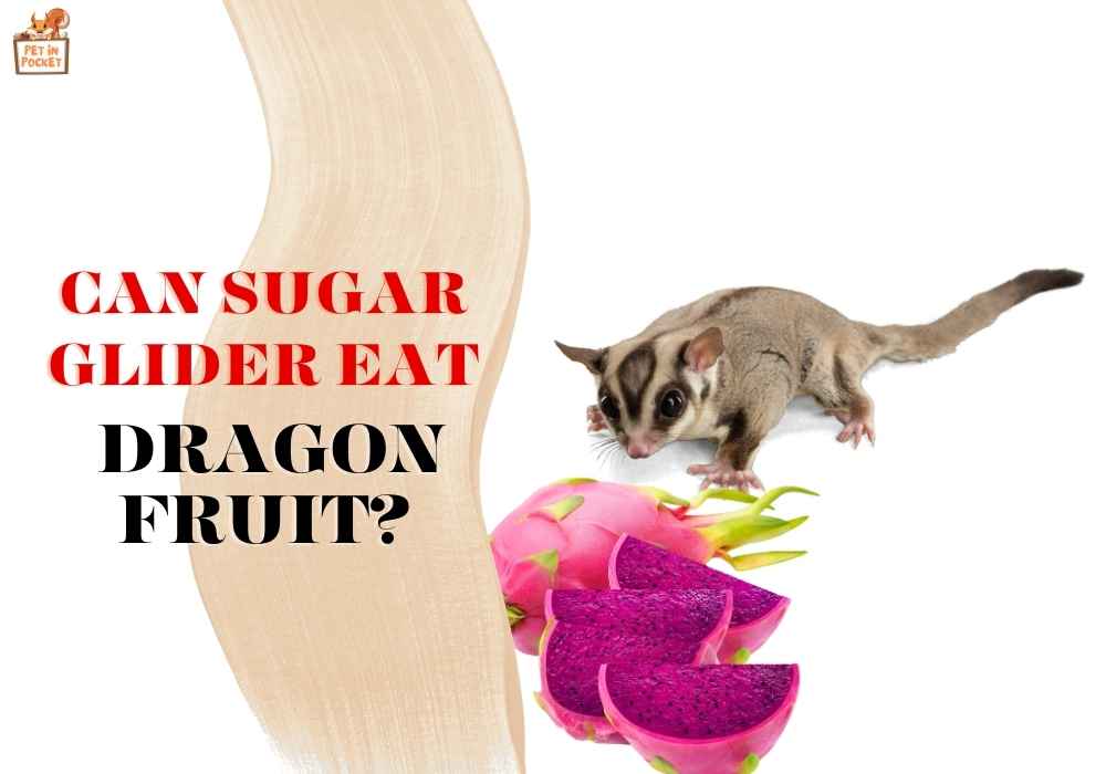 Can Sugar Glider Eat Dragon Fruit?
