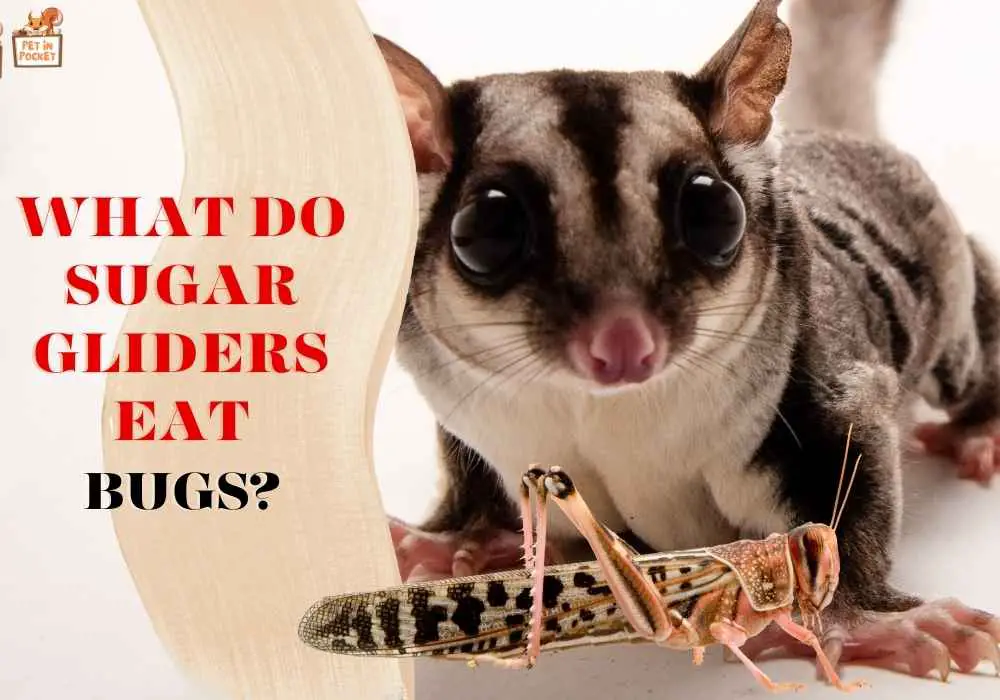 What do sugar gliders eat bugs?