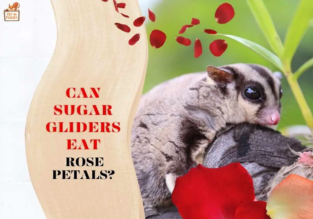 Can sugar gliders eat rose petals?