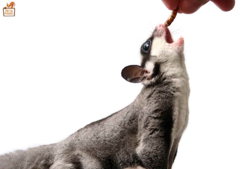 Types of Bugs Sugar Gliders Eat & Their Nutritional Value