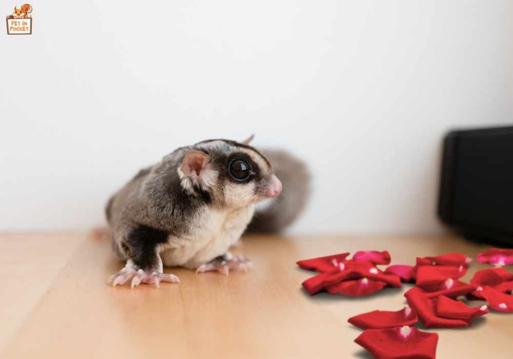 What Type Of Rose Petals Can I Give To My Sweet Glider?