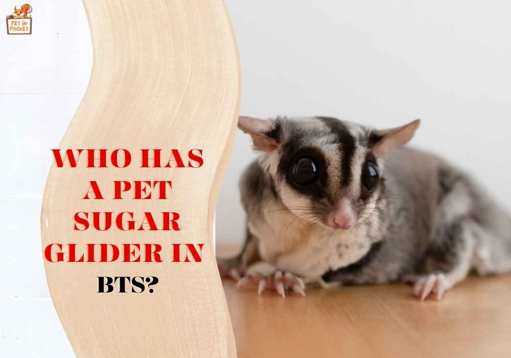 Who has a pet sugar glider in BTS?
