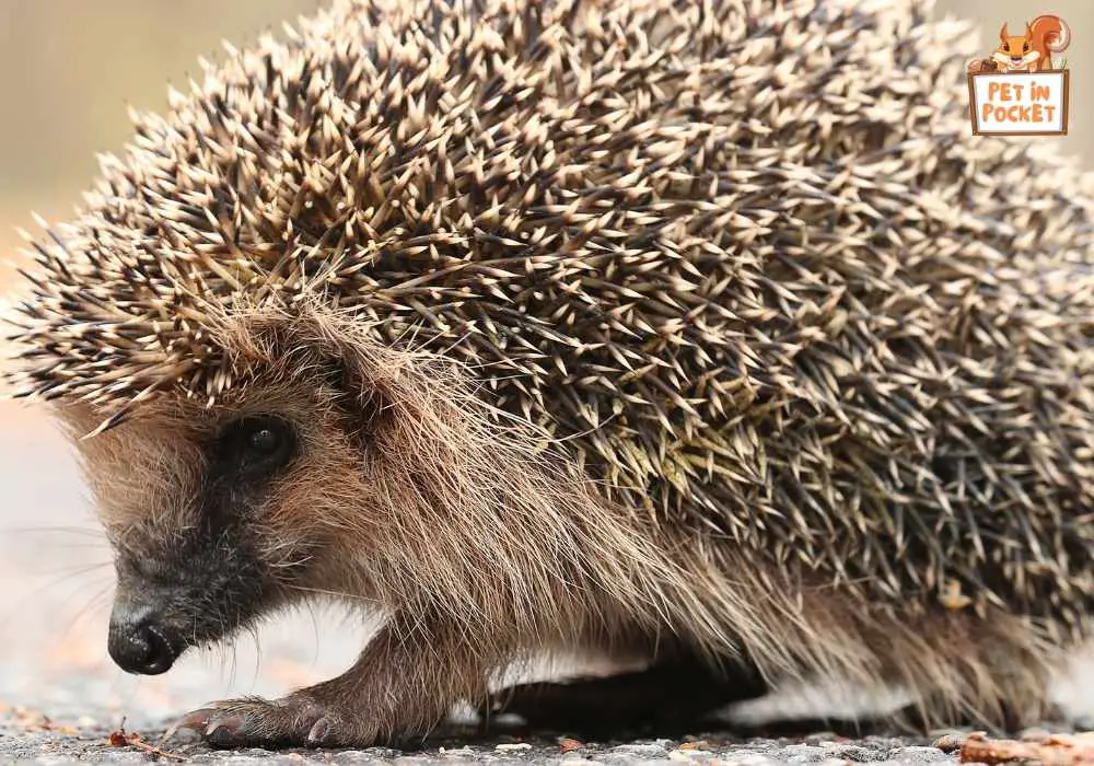 Importance of quills in hedgehog's life