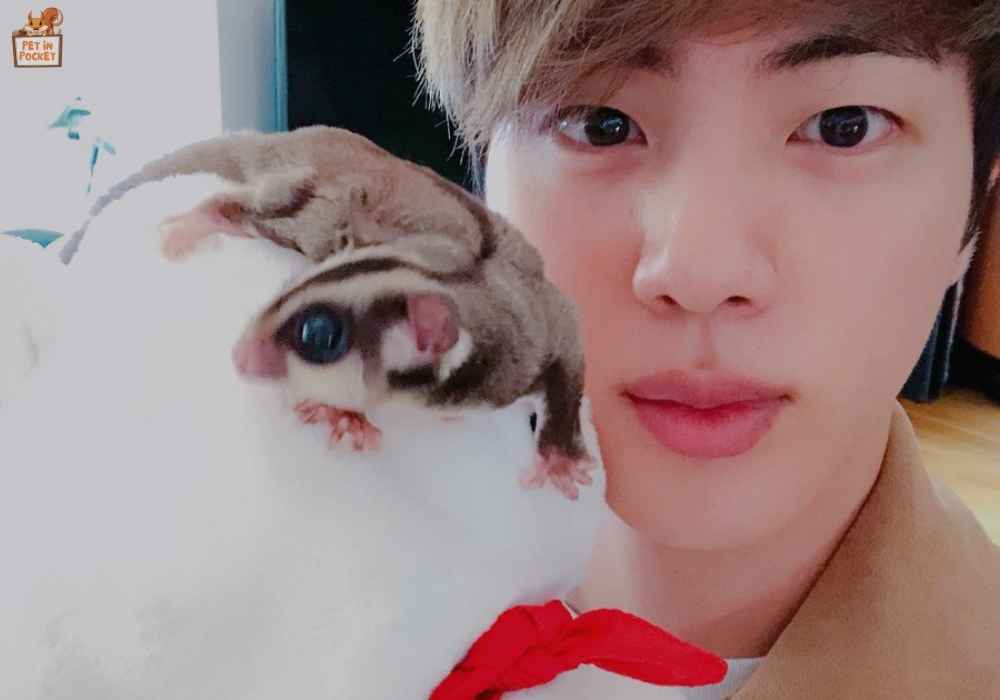 So, Who Is The BTS Member Who Has Sugar Glider?