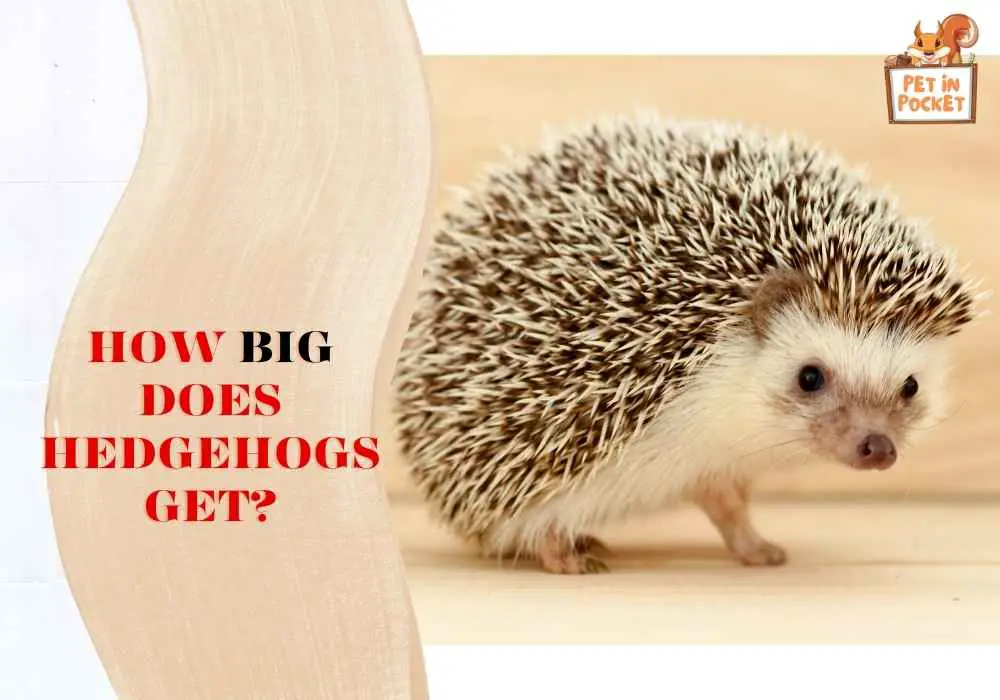 How Big Does Hedgehogs Get?