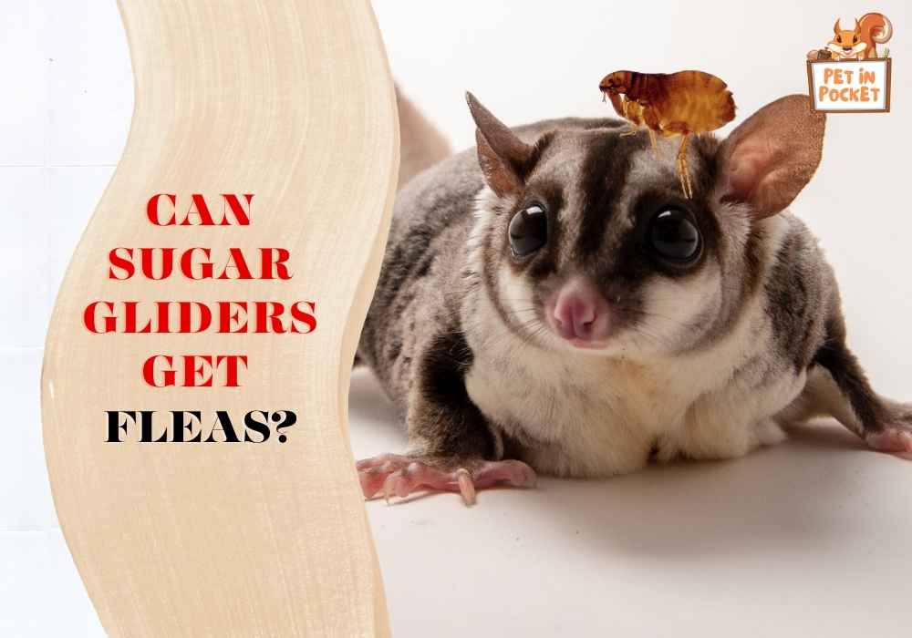 Can sugar gliders get fleas?