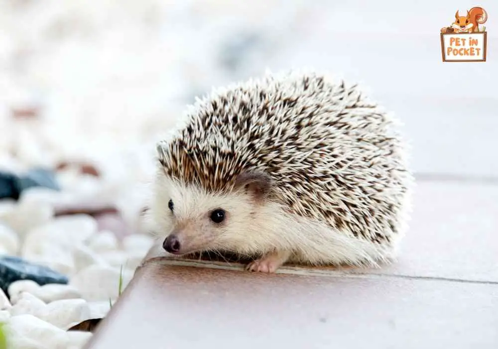 Measurement Guidelines for Hedgehogs