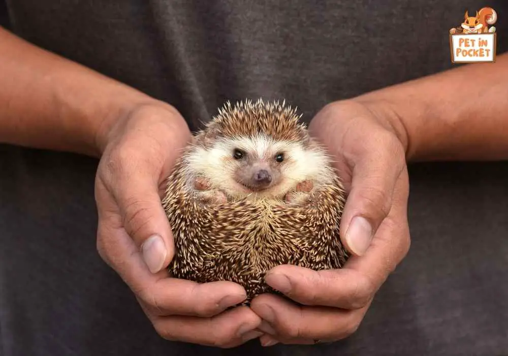 Hedgehog Size and Growth