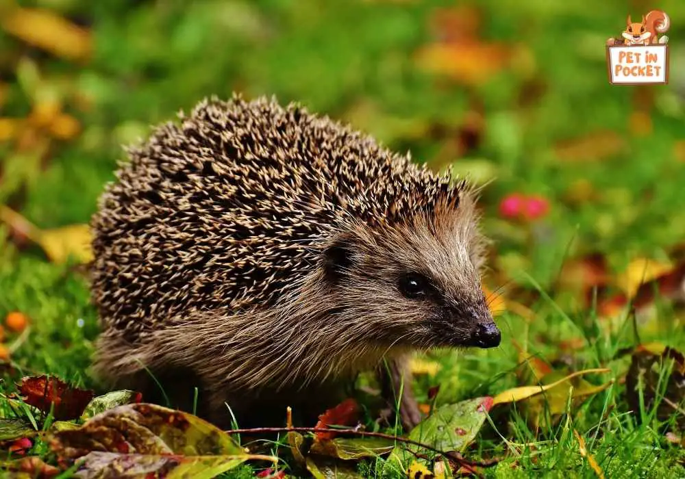 Factors Affecting The Size of Hedgehog