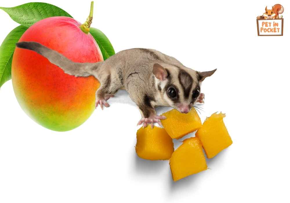What if my sugar glider refuses mangoes?