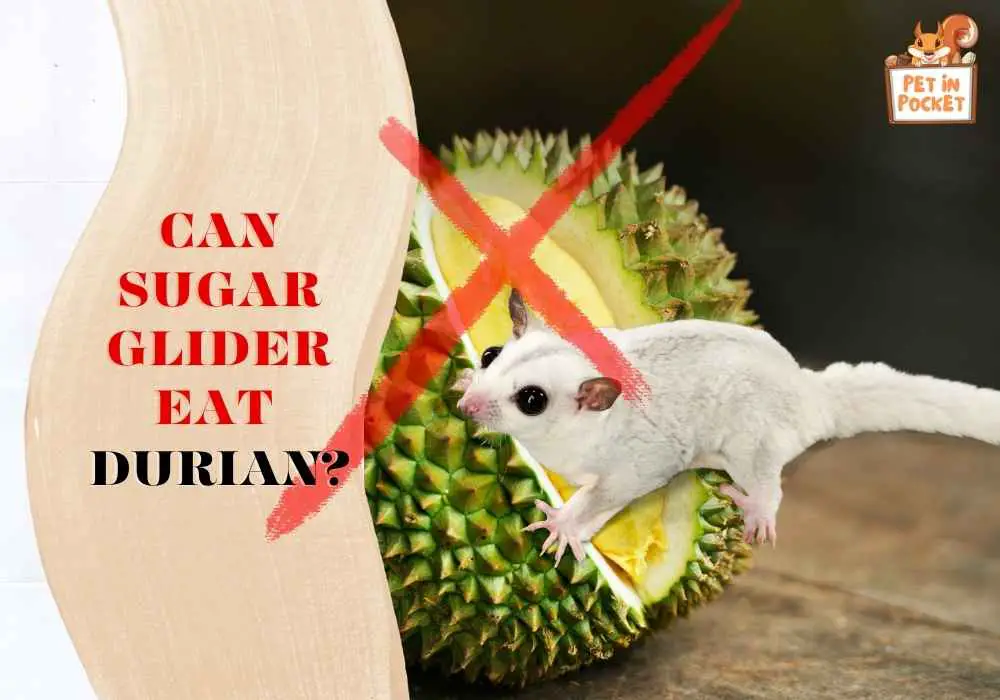 Can sugar glider eat durian?